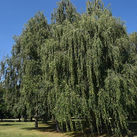 Apartmán Al Salice Tranquillita Nel Verde Via Amendola 24 Busto Arsizio Exteriér fotografie