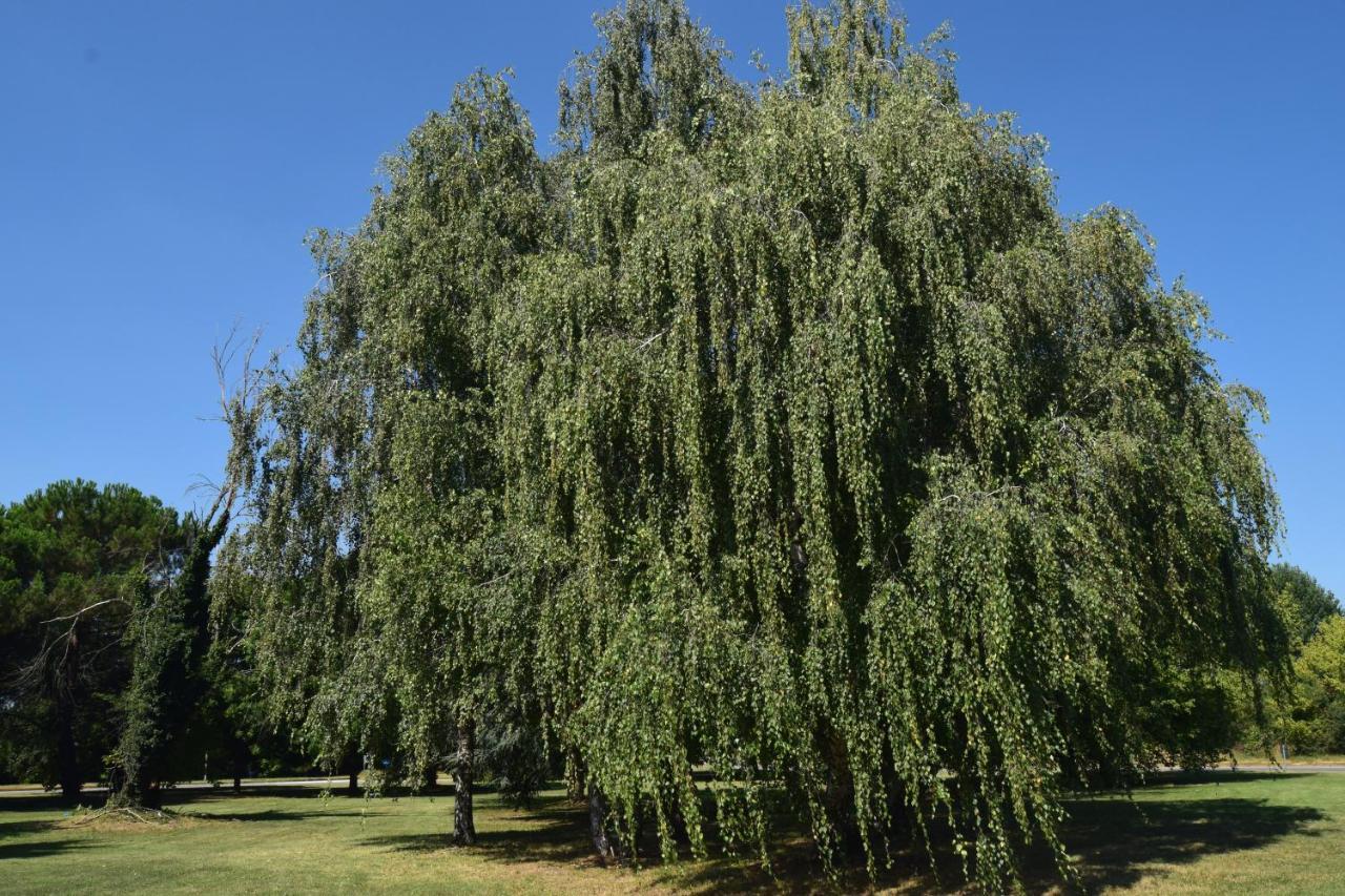 Apartmán Al Salice Tranquillita Nel Verde Via Amendola 24 Busto Arsizio Exteriér fotografie
